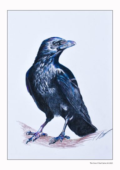 Black Raven on Branch