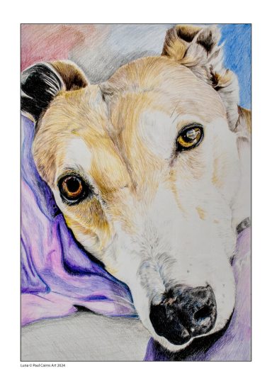 Greyhound in Coloured Pencil