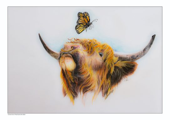 Colourful Highland Cow watching a butterfly