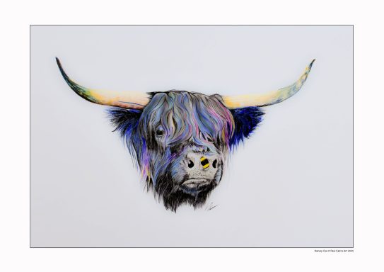 Colourful Highland Cow