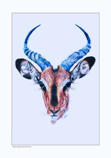Portrait of a Black faced Impala 