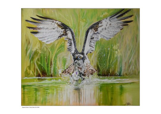 Bird of Prey catching a fish
