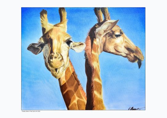 Two Giraffes with an azure blue sky background
